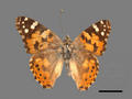 Cynthia cardui subsp. cardui (specimen)