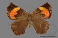 Pterodecta felderi (specimen)