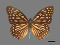 Hestina assimilis subsp. formosana (specimen)