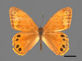 Lethe gemina subsp. zaitha (specimen)