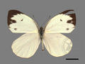 Talbotia naganum subsp. karumii (specimen)