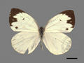Talbotia naganum subsp. karumii (specimen)