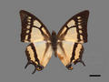 Polyura narcaea subsp. meghaduta (specimen)