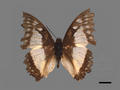 Polyura eudamippus subsp. formosana (specimen)