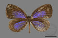 Pithecops fnlgehs urai (specimen)