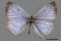 Phengaris atroguttata formosana (specimen)