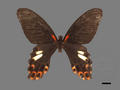 Papilio thaiwanus subsp. amaura (specimen)