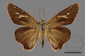 Badamia exclamationis (specimen)