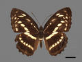 Athyma selenophora subsp. laela (specimen)