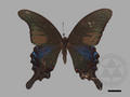 Papilio bianor subsp. takasago (specimen)
