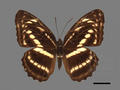 Athyma selenophora subsp. laela (specimen)