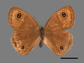 Ypthima arcuata (specimen)