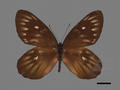 Delias hyparete subsp. luzonensis (specimen)