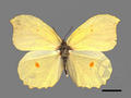 Gonepteryx mahaguru subsp. taiwana (specimen)