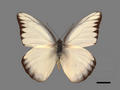 Aporia lyncida subsp. formosana (specimen)