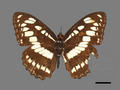 Athyma perius subsp. perius (specimen)