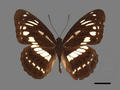 Ladoga sulpitia subsp. tricula (specimen)