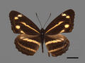 Neptis taiwana (specimen)