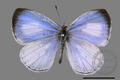 Udara albocaerulea albocaerulea (specimen)