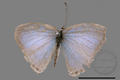 Lampides boeticus (specimen)