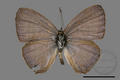 Nacaduba kurava therasia (specimen)