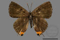 Spindasis syama (specimen)