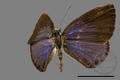 Jamides bochus formosanus (specimen)