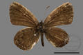 Tongeia hainani (specimen)