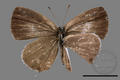 Megisha malaya sikkima (specimen)