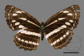 Neptis nata lutatia (specimen)