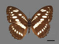 Athyma perius subsp. perius (specimen)