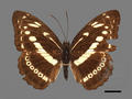 Athyma asura subsp. baelia (specimen)