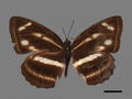 Neptis noyala subsp. ikedai (specimen)