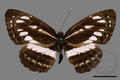 Neptis sappho formosana (specimen)