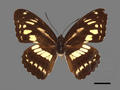 Ladoga sulpitia subsp. tricula (specimen)