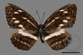 Neptis nata lutatia (specimen)