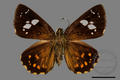 Celaenorrhinus oscula (specimen)