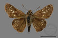 Polytremis pellucida asahinai (specimen)