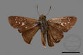Polytremis pellucida asahinai (specimen)