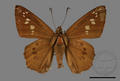 Seseria formosana (specimen)