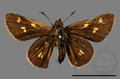 Onryza maga takeuchii (specimen)