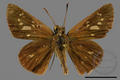 Polytremis lubricans taiwana (specimen)