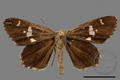 Isoteinon lamprospilus formosanus (specimen)