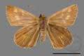 Ampittia virgata miyakei (specimen)