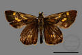 Ampittia virgata miyakei (specimen)