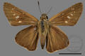 Pelopidas agna (specimen)
