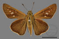 Pelopidas agna (specimen)