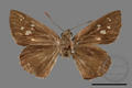 Suastus gremius gremius (specimen)