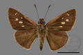 Suastus gremius gremius (specimen)