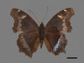 Kaniska canace subsp. drilon (specimen)